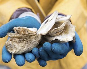 Hands holding oyster spat on a recycled shell.