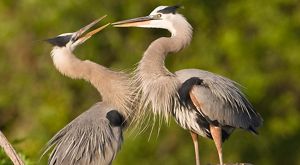 Two large black and white great blue herons face to face.