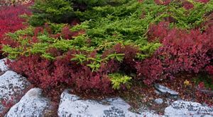 Mountain Laurel on rocks. 