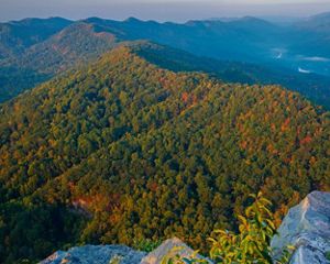 Aerial view of a dense autumn forest.