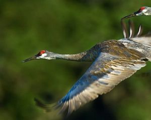 Sandhill Cranes
