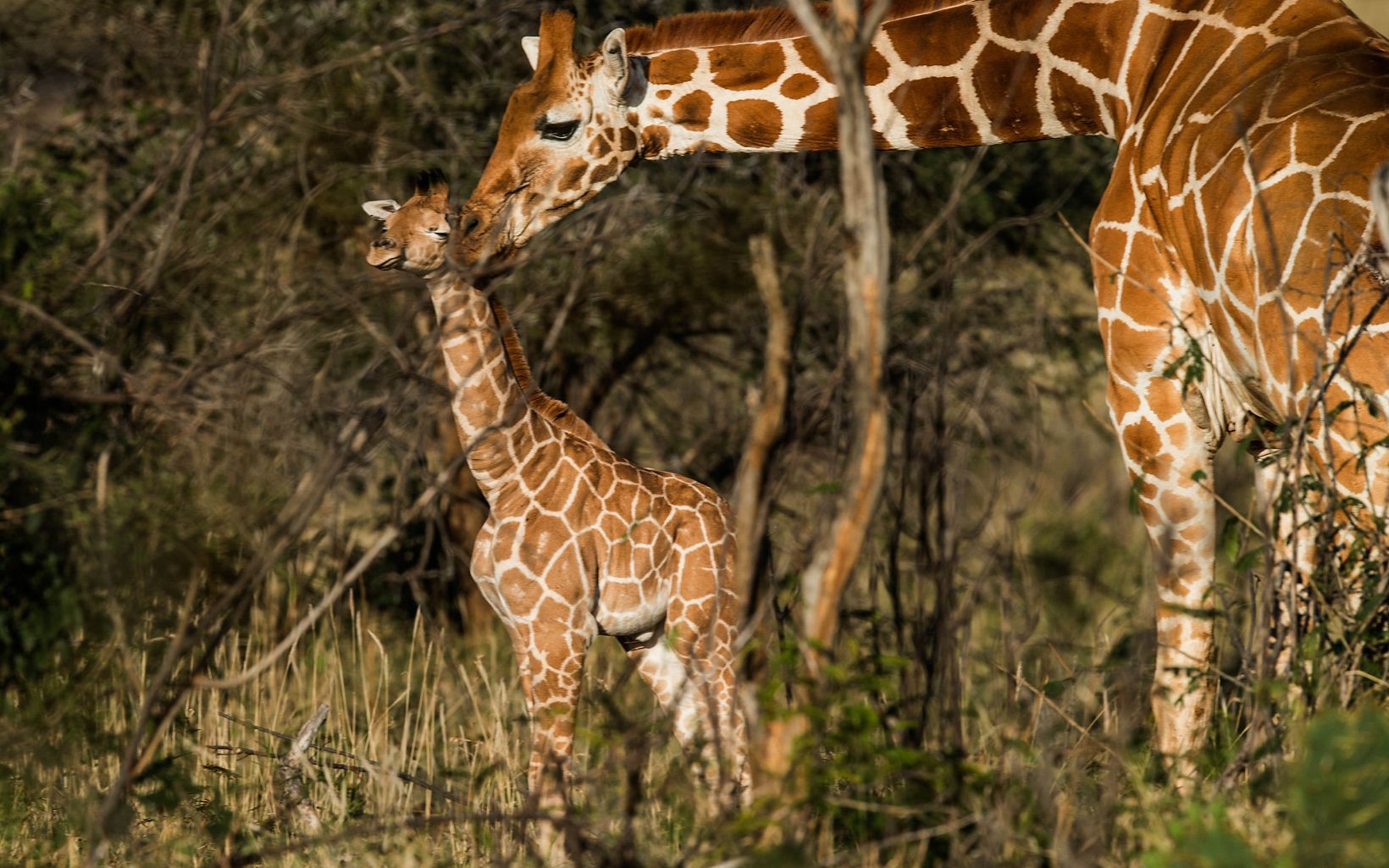 Current estimates are that giraffe populations across Africa have dropped 40 percent in 25 years, plummeting from 140,000 in the late 1990s to about 85,000 today.