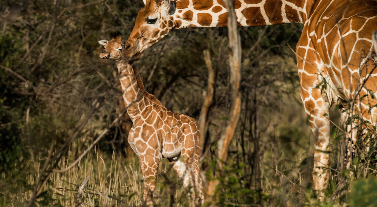An adult giraffe nuzzles the neck of its calf.