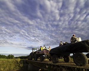 to the African oil palms (Elaeis guineensis) on Manuelita's Altamira palm oil farm in the Colombian Llanos.