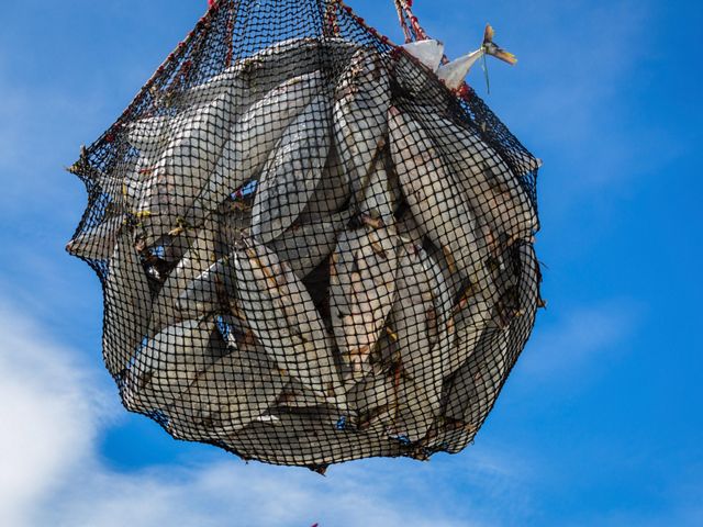 A net filled with frozen yellowfin tuna hoisted up in the air.
