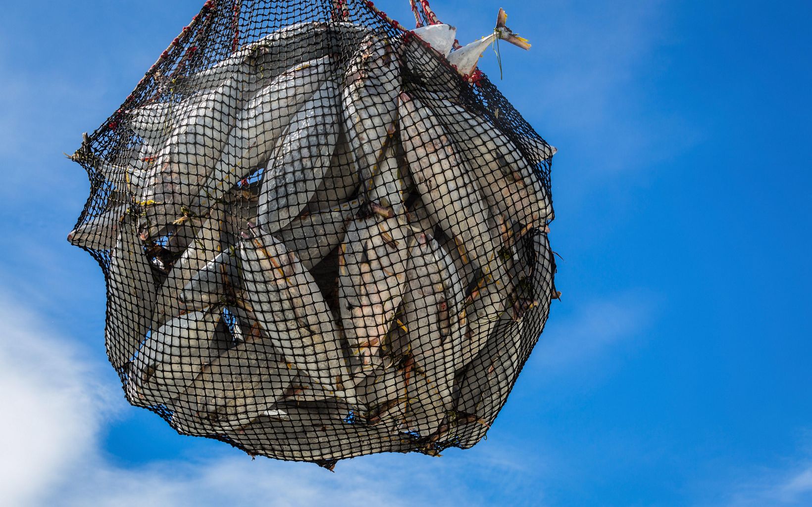 A suspended net full of tuna.