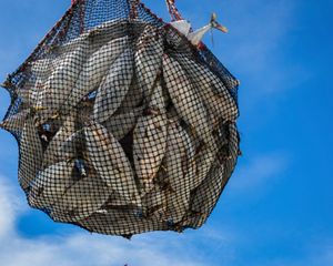 Tuna caught near Seychelles