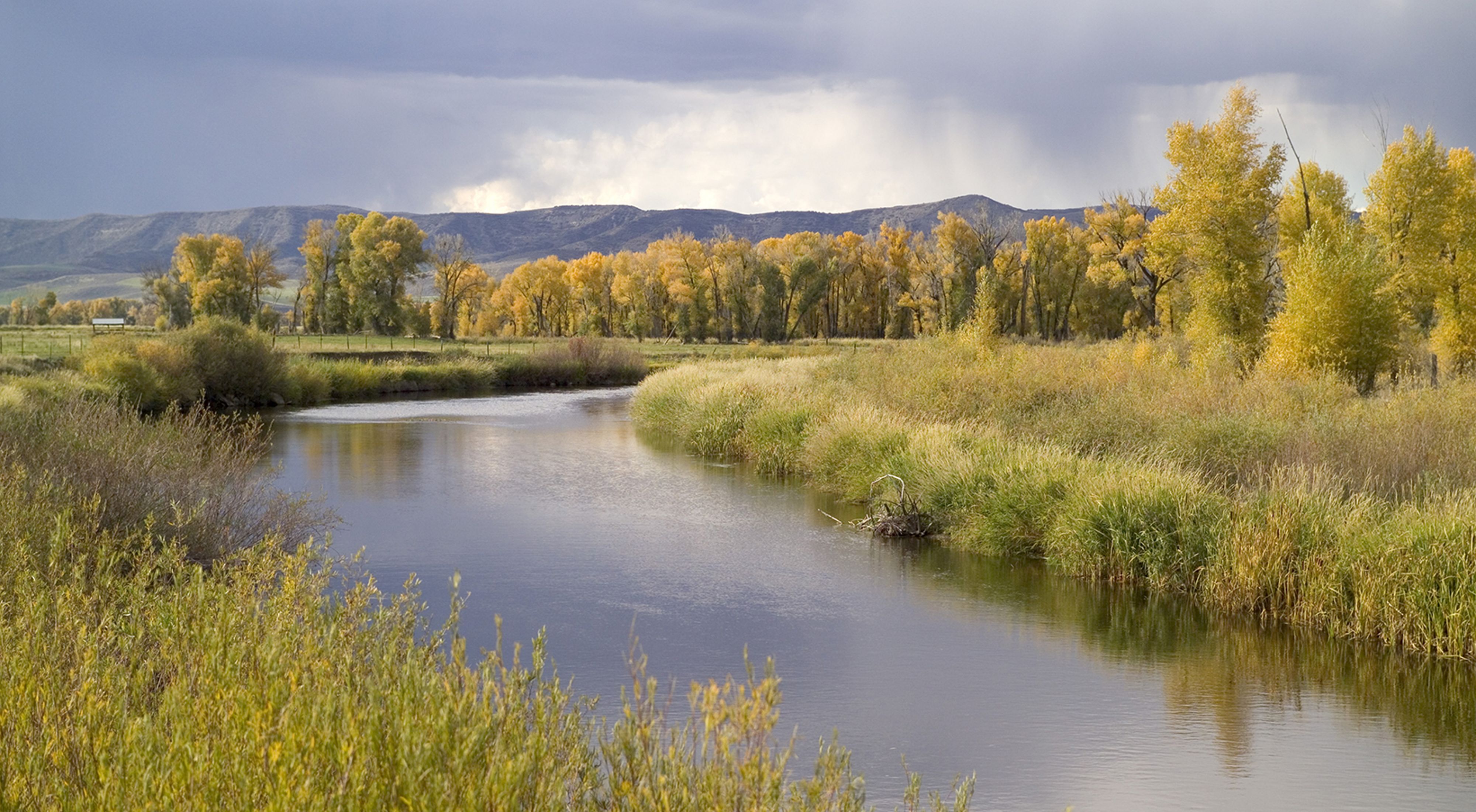 A mix of fall flora and Cottonwoods in the wetlands of the Yampa River basin on The Nature Conservancy's Carpenter Ranch, west of Steamboat Springs, Colorado.