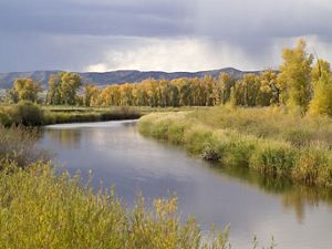 A mix of fall flora and Cottonwoods in the wetlands of the Yampa River basin on The Nature Conservancy's Carpenter Ranch, west of Steamboat Springs, Colorado.