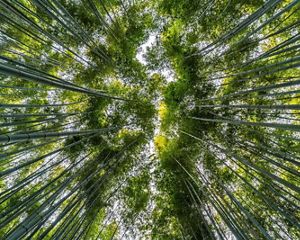 Upward view of a forest of trees against a clear sky.