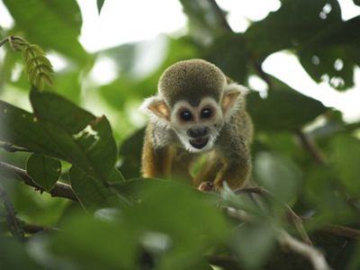 A tufted capuchin looks toward the camera while perched on a leafy tree branch.