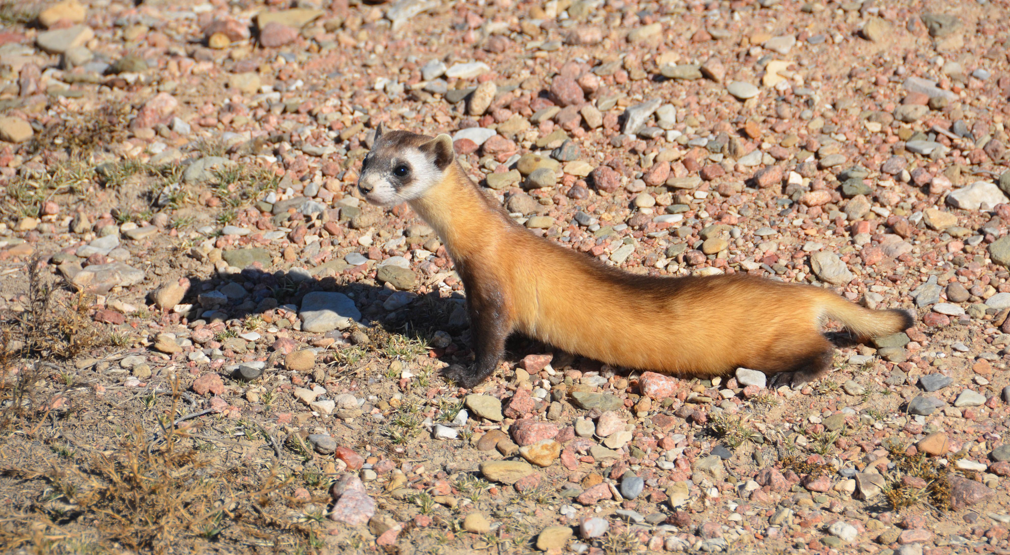 A black-footed ferret standing on pebbles stretches its neck up and out looking at something off to the side.