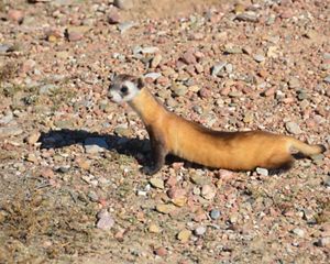 A black-footed ferret (Mustela nigripes) on rocky soil.
