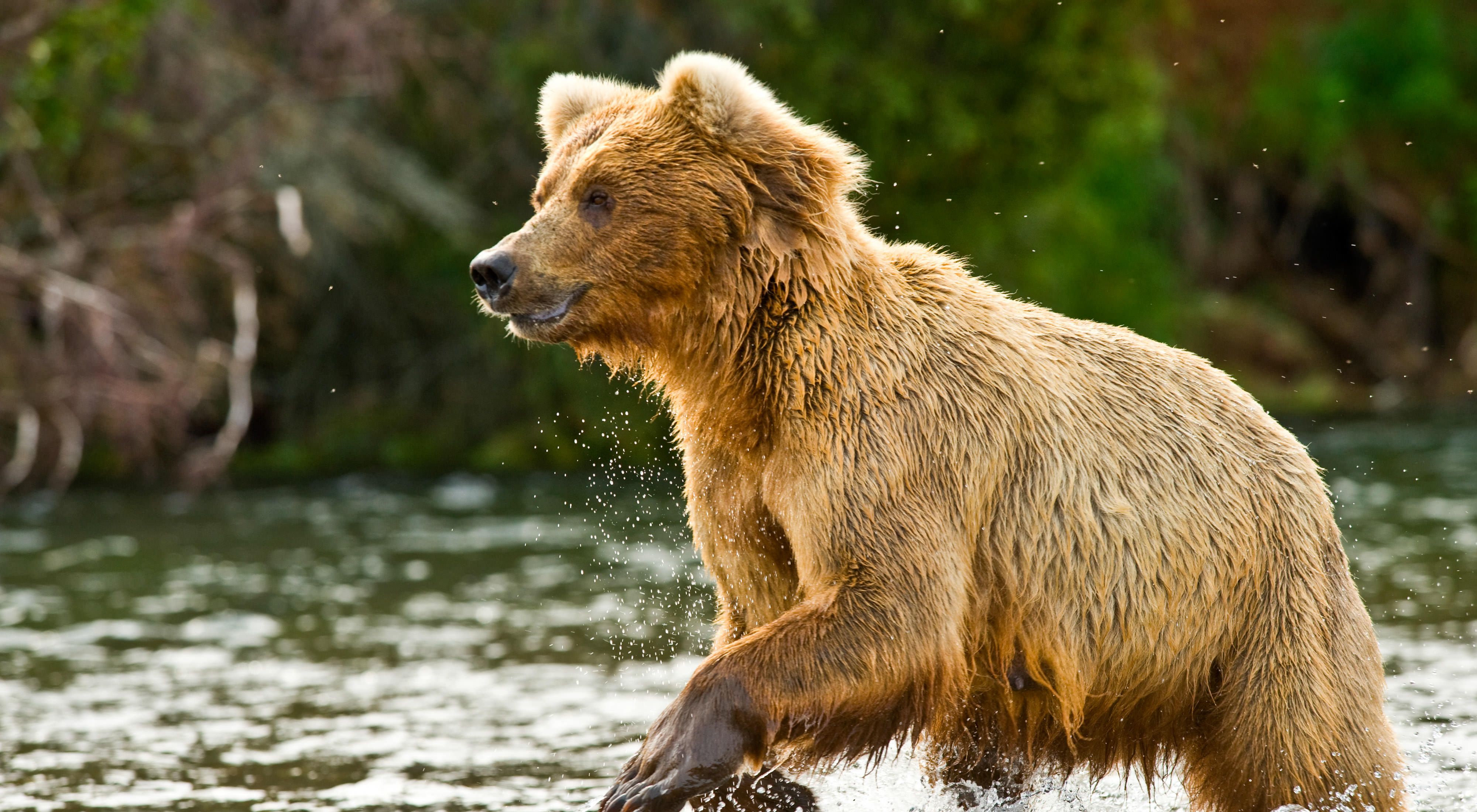 Large, wet brown bear running through a river.