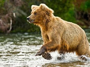 wet brown bear running through a river
