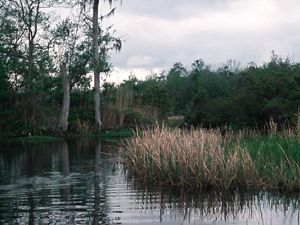 Three Mile Creek in Mobile-Tensaw River Delta in Alabama of the United States. The Conservancy has teamed up with partners like the State of Alabama Forever Wild Program and Ducks Unlimited to preserve over 47,000 acres in the Delta to protect the habitat of 67 rare, imperiled, threatened or endangered species that live there.