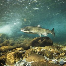Chinook salmon.