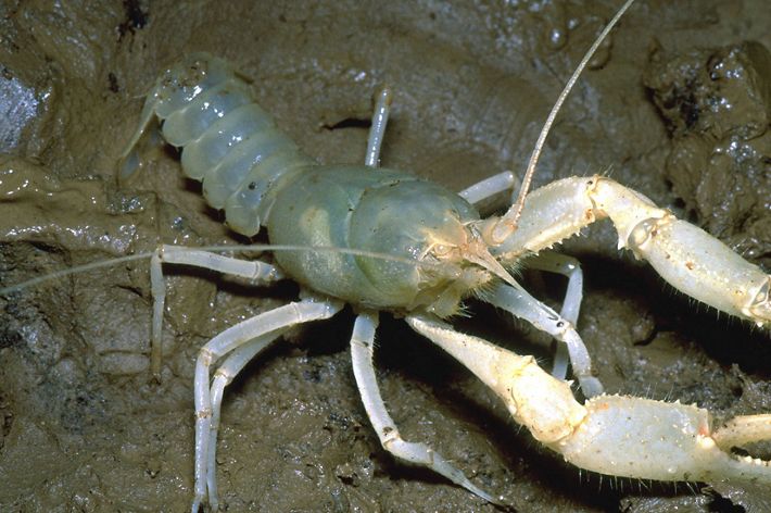 A white, semi-translucent crayfish scavenges in the mud beside a shallow pool of water.