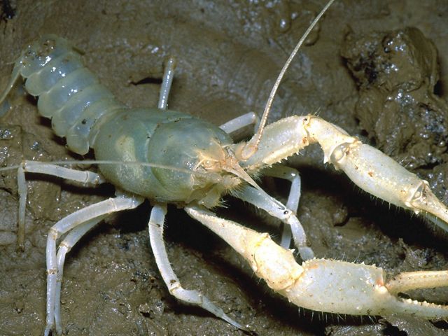 A blue-yellow crayfish crawling on a muddy cave flood.