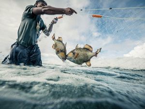A man stands knee-deep in water and holds a net with two fish in it.