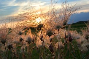 (ALL INTERNAL RIGHTS) Prairie smoke at sunset in Sauk County, Wisconsin. Photo credit: © Steve S. Meyer   