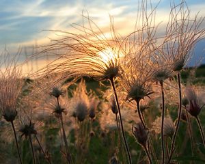 (ALL INTERNAL RIGHTS) Prairie smoke at sunset in Sauk County, Wisconsin. Photo credit: © Steve S. Meyer