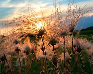 Prairie smoke at sunset in Sauk County, Wisconsin.