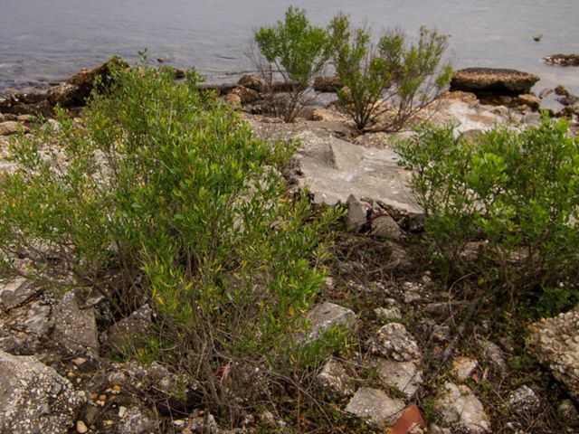 Three clusters of a green, shrub-like looking plan dots a rocky shore leading out to the ocean.