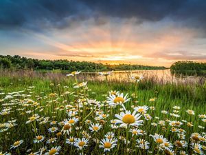 Sunrise over daisies in Indiana.