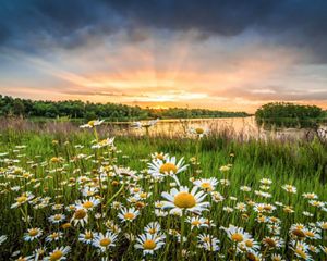 A field of white flowers with yellow centers stretches across a wetland leading to a body of water.