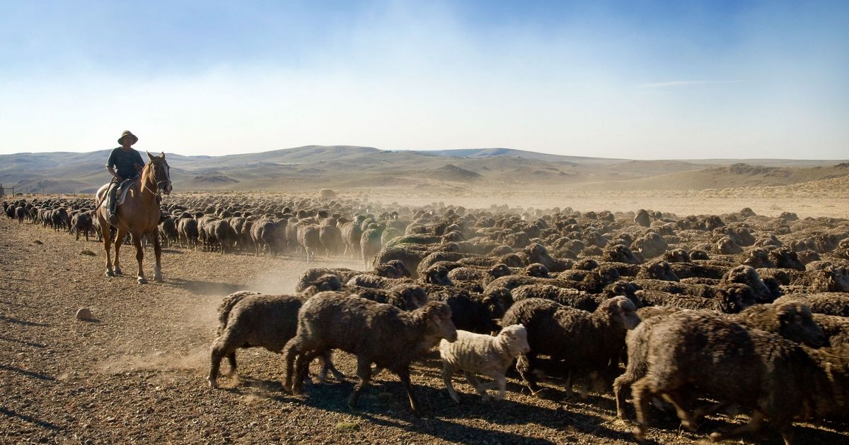 Patagonia's 'Sustainable Wool' Supplier: Lambs Skinned Alive