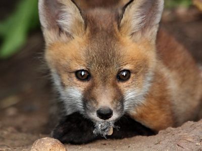 Red fox pup closeup, holding a leaf in its mouth.