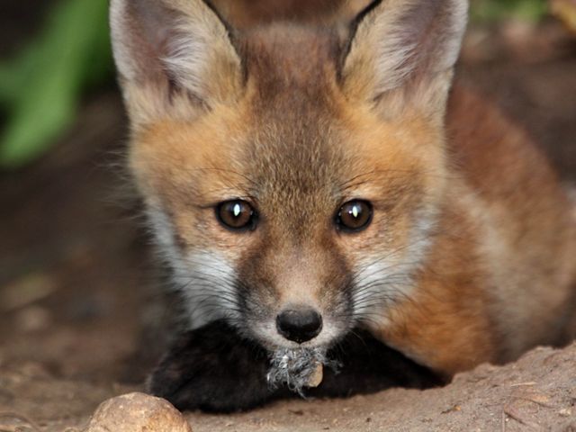 Red fox pup closeup, holding a leaf in its mouth.