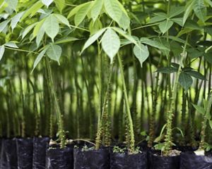 Young trees at a nursery in Ecuador.