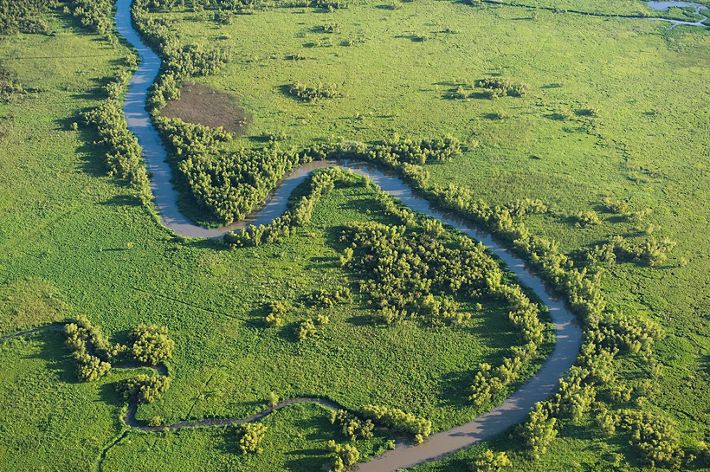 A narrow river winds through lush, green wetlands.