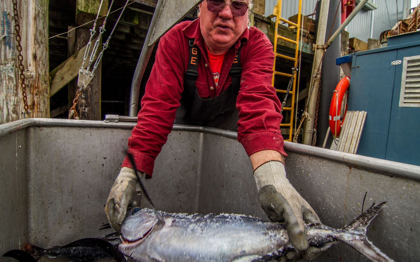 tuna fisherman offloads albacore tuna in Ilwaco, Washington. TNC works with fishermen to find ways to achieve their fishing quotas while avoiding the catch of sensitive rockfish species.  © Erika Nortemann/The Nature Conservancy