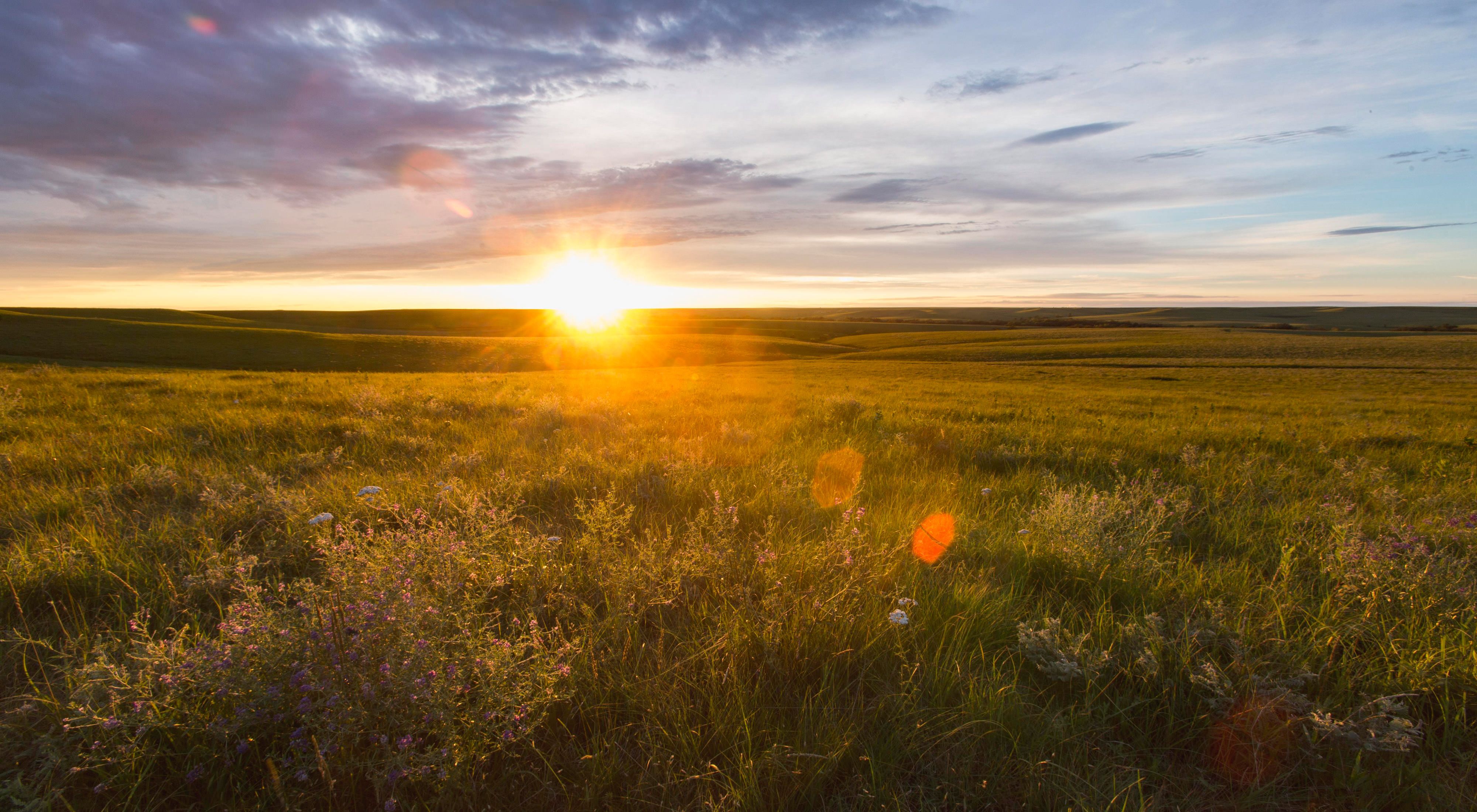 Sun setting on a hilly horizon of lush grass and flowers.
