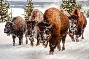 Greater Yellowstone