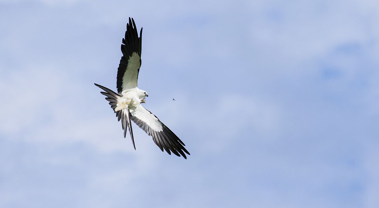 A swallow-tailed kite flies against a blue sky