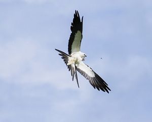 A swallow-tailed kite flies against a blue sky