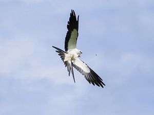 A swallow-tailed kite flies against a blue sky