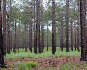 Looking into a forest of tall longleaf pine on a bright day.