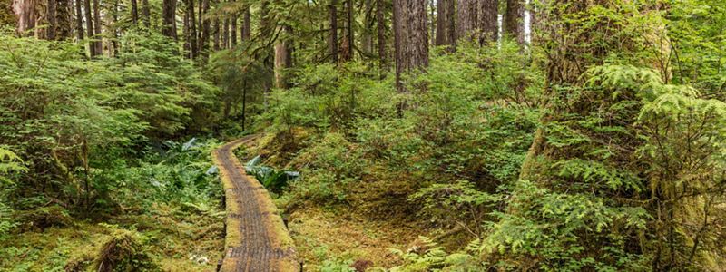 Moss-covered path through lush forest.
