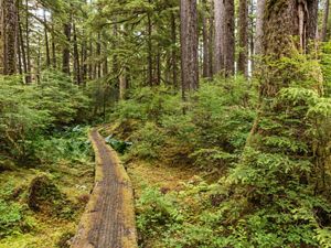 Boardwalk trail in Tongass National Forest