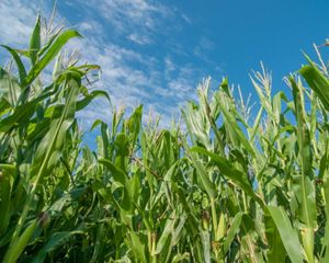 corn plants