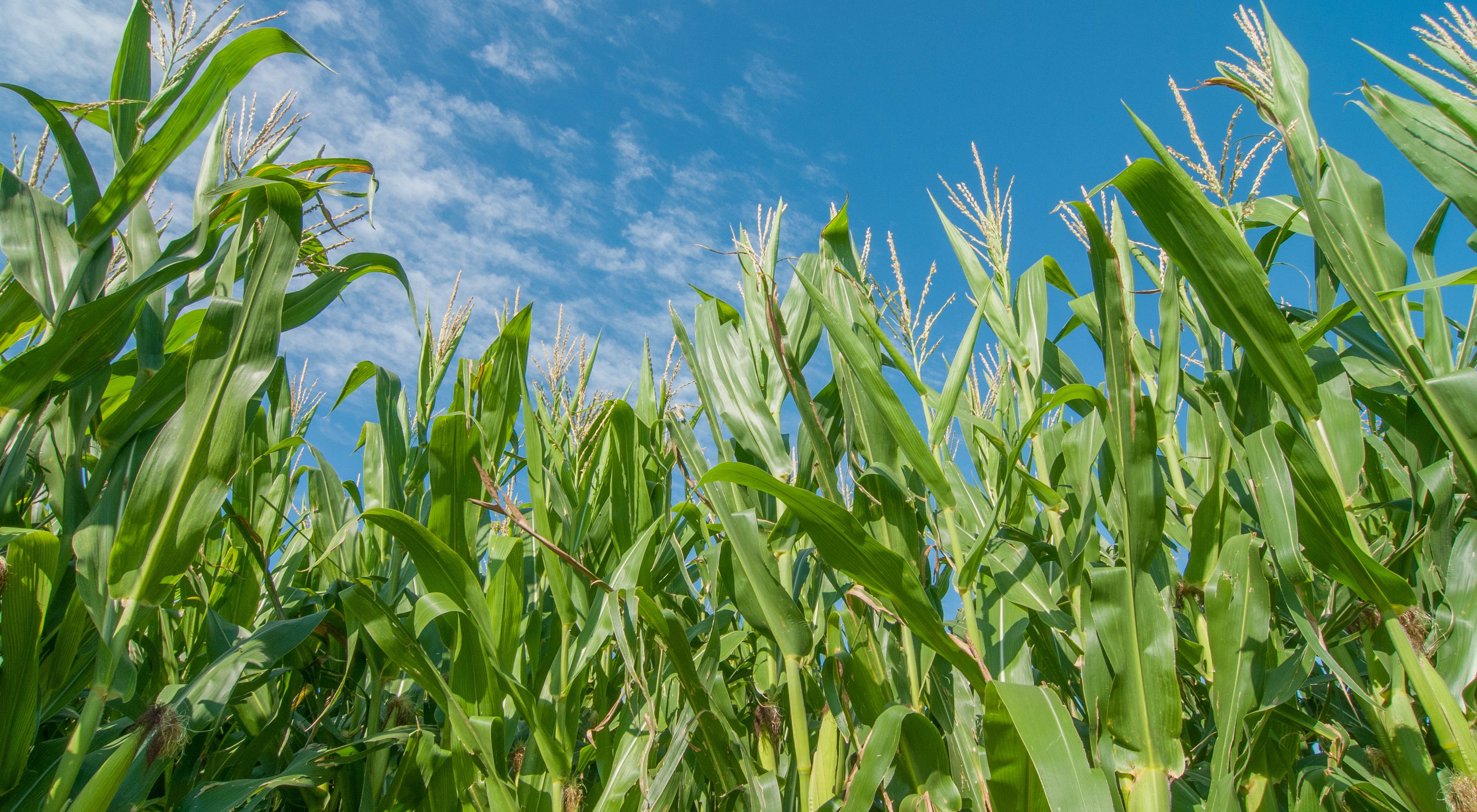 Nebraska corn crop.