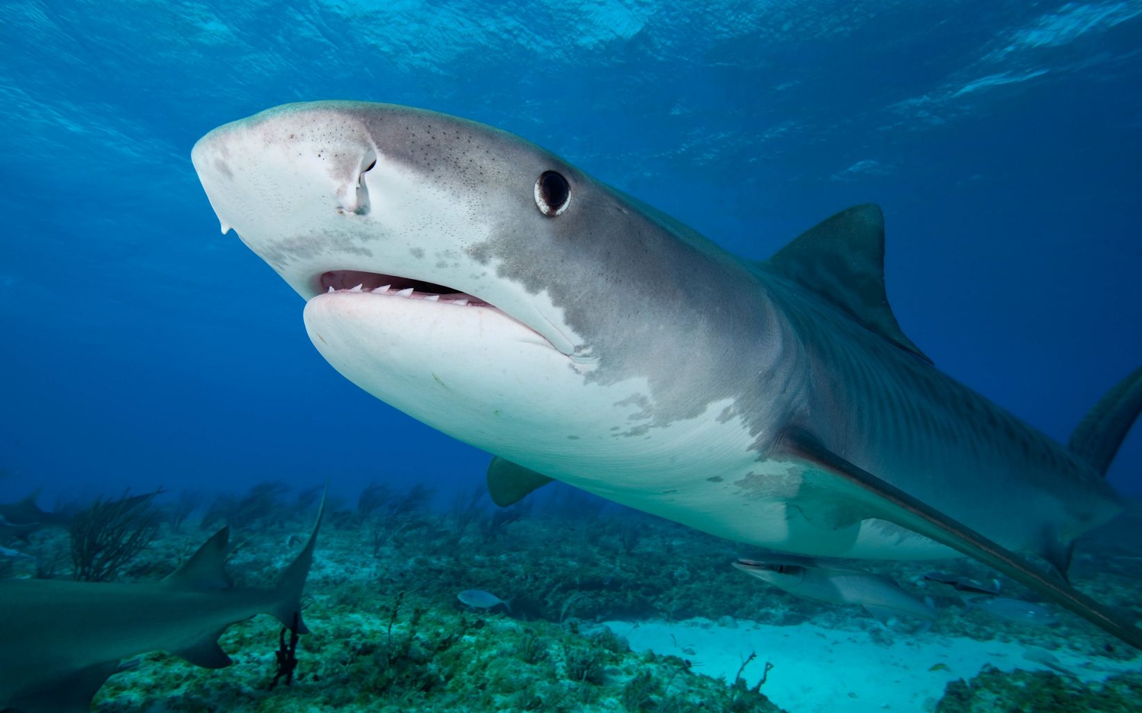 Closeup of a tiger shark (Galeocerdo cuvier) in the Bahamas.  © Jeff Yonover