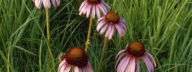Five purple coneflowers emerge from tall grasses.
