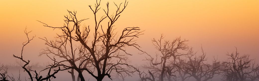 Gnarled, twisted trees stand against a misty orange sky.