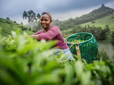 A young woman picking tea leaves on a tea plantation in the Upper Tana Watershed, Kenya. The Nature Conservancy is working to protect the Upper Tana Watershed in Kenya.